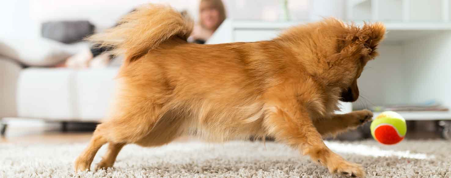 Keep Busy method for How to Train Your Dog to Not Whine When You Leave