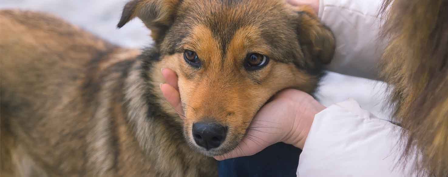 Desensitize method for How to Train Your Dog to Not Whine When You Leave