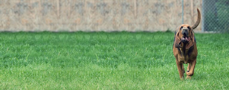 How to Obedience Train a Bloodhound