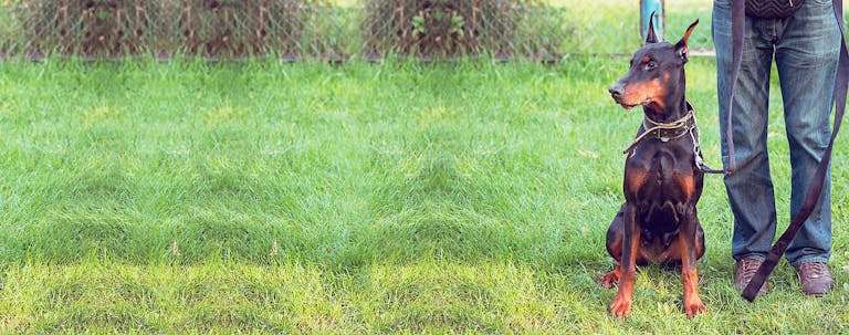 How to Obedience Train a Doberman