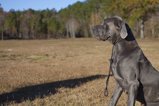 How to Obedience Train a Great Dane