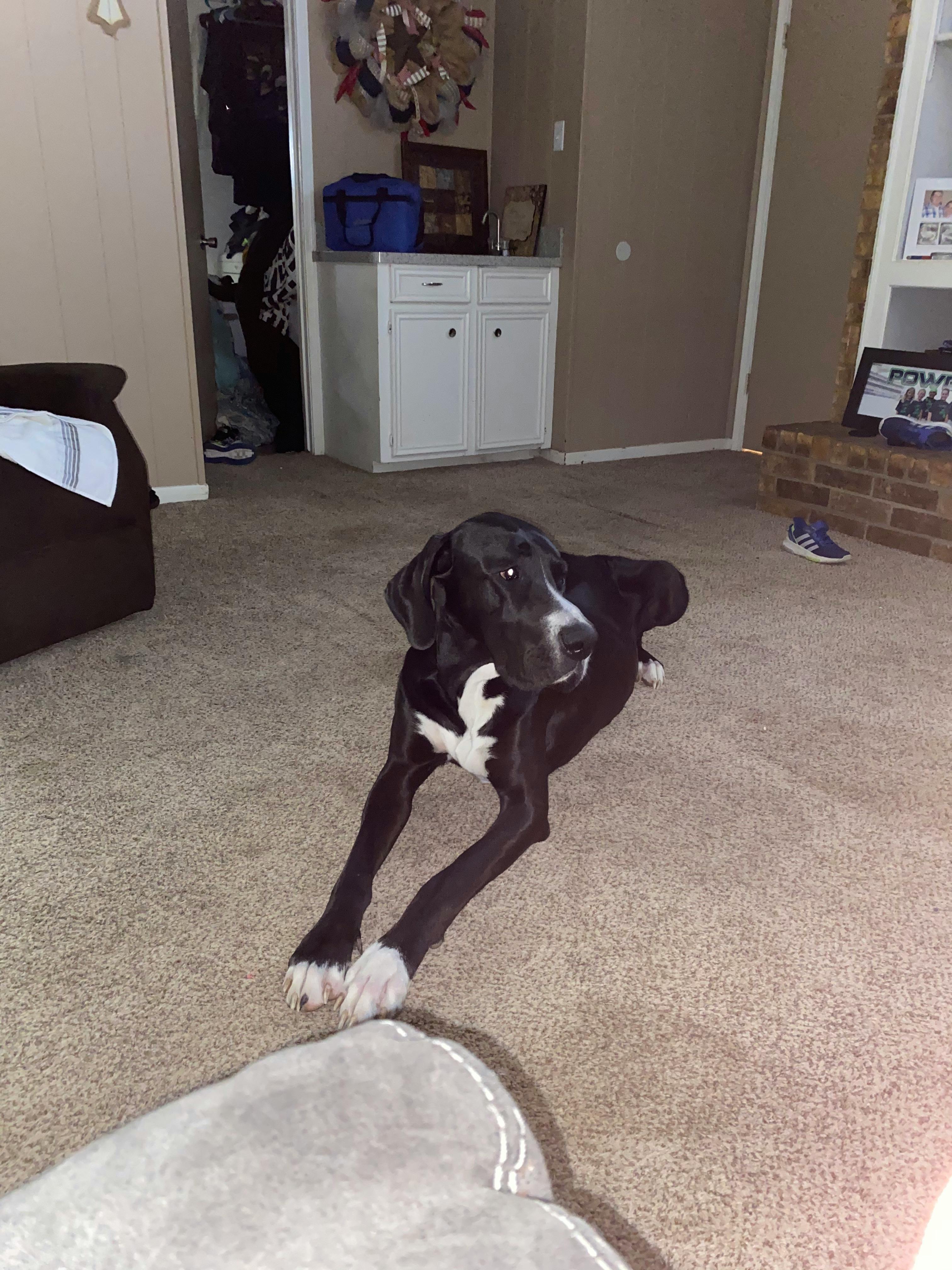 great dane obedience