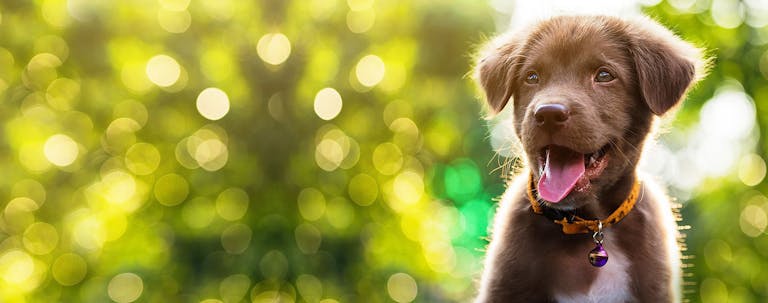 How to Obedience Train a Labrador Retriever Puppy