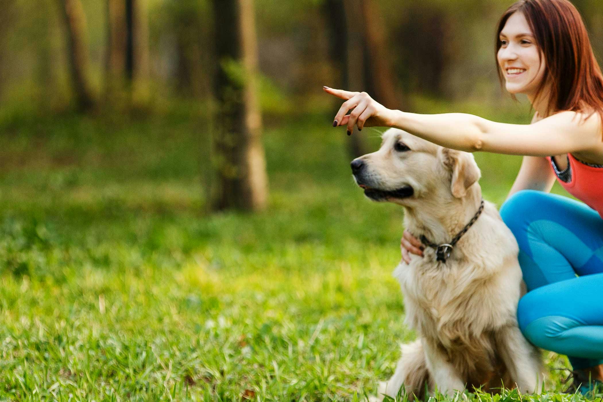 How to Obedience Train a Labrador Retriever Wag!