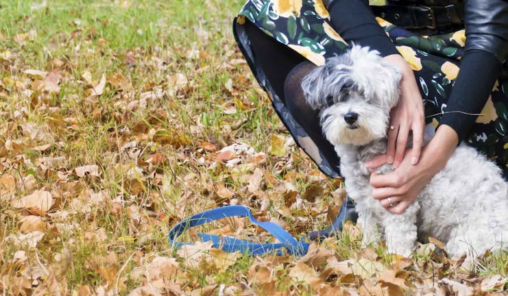 How to Obedience Train a Poodle