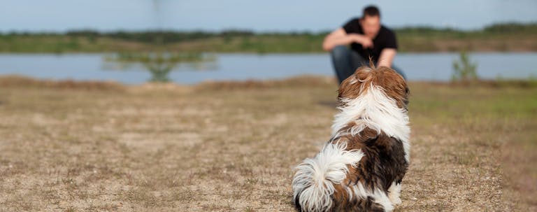 How to Obedience Train a Shih Tzu Puppy