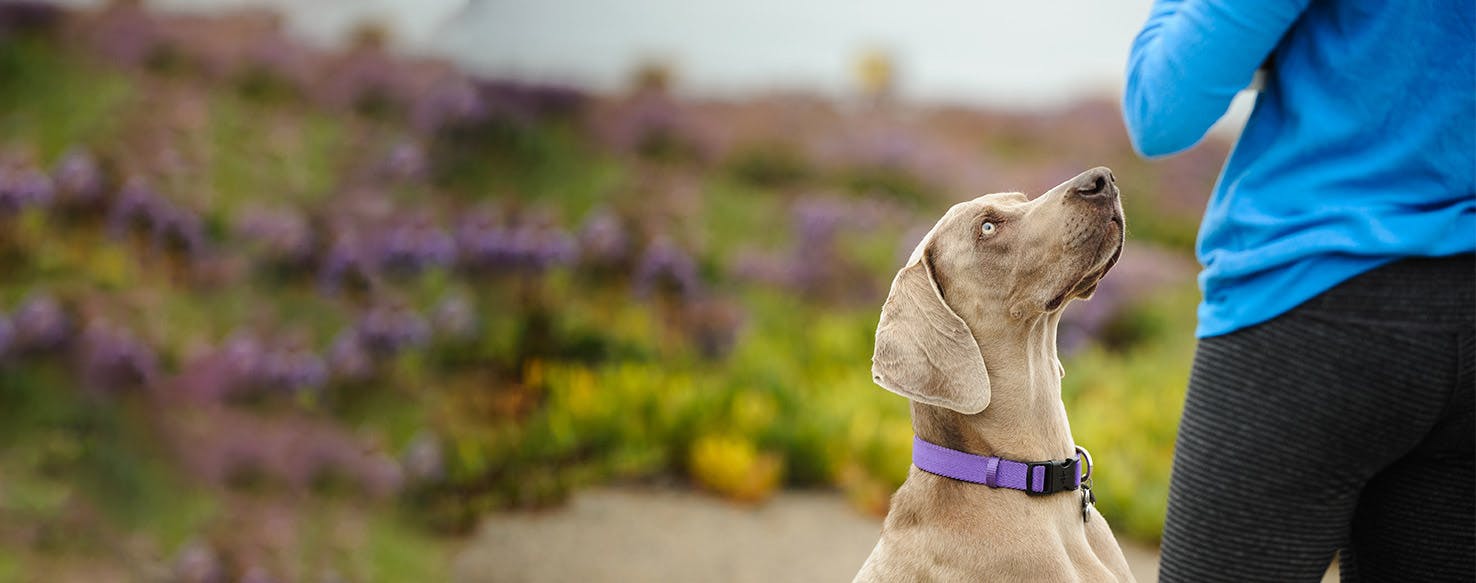 How to Obedience Train a Weimaraner | Wag!