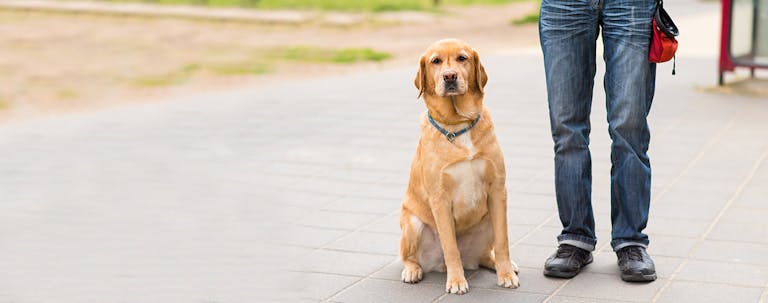 How to Obedience Train an Older Dog