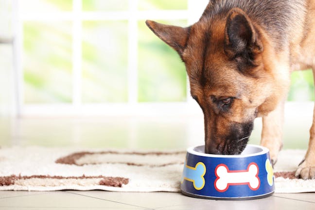 How to Train Your Dog to Only Eat from His Bowl