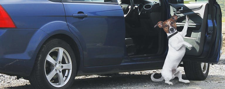How to Train Your Dog to Open a Car Door How to Train Your Dog to Open a Car Door