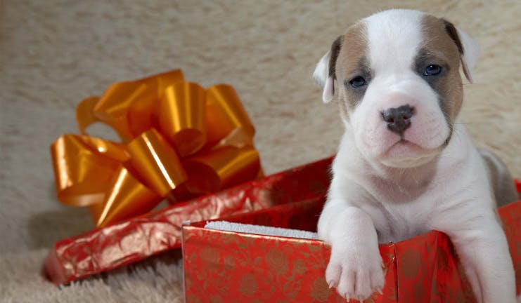 How to Train Your Dog to Open a Present