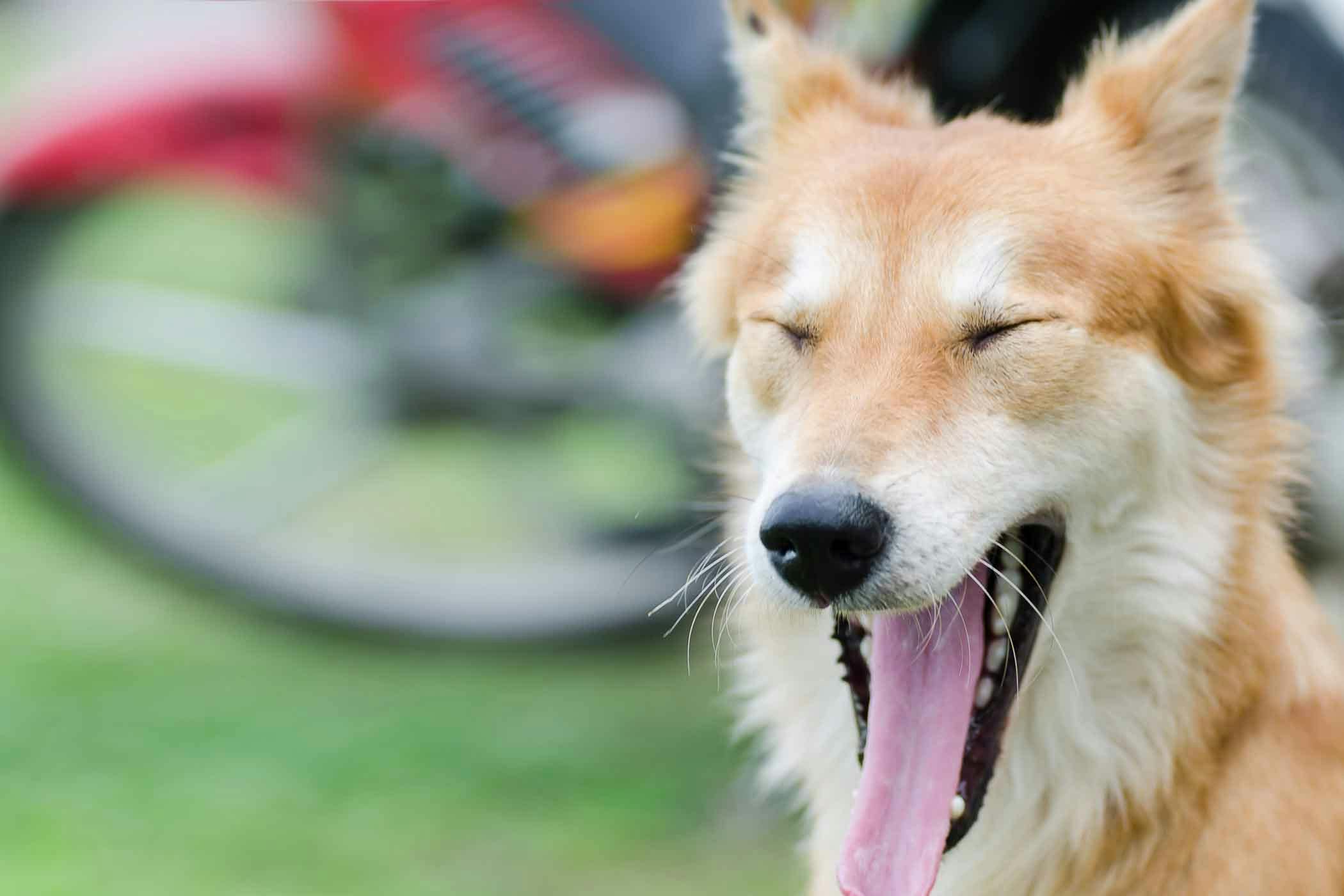 How to Train Your Dog to Open His Mouth | Wag!