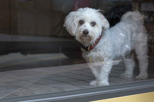 How to Train Your Dog to Open Sliding Door How to Train Your Dog to Open Sliding Door