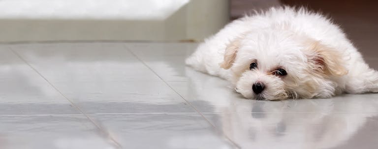 How to Paper Train a Shih Tzu Puppy How to Paper Train a Shih Tzu Puppy