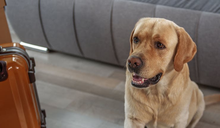 How to Train Your Small Dog to Pass a Note How to Train Your Small Dog to Pass a Note
