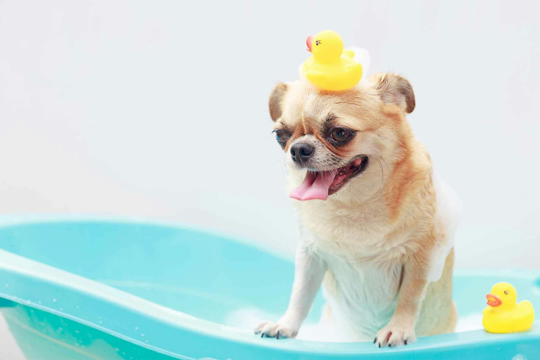 Train Your Dog To In The Bathtub, How To Keep Dog From Slipping In Bathtub