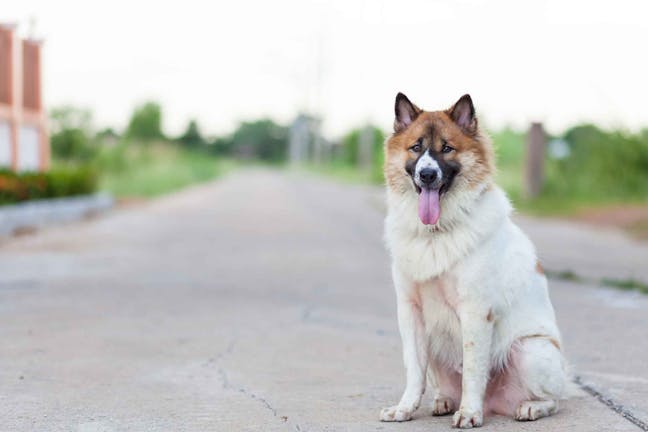 How to Train Your Dog to Pee on Concrete