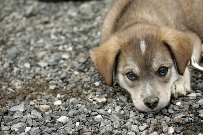 How to Train Your Dog to Pee on Gravel