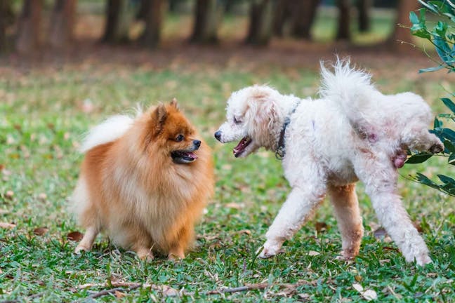 How to Train Your Rescue Dog to Pee Outside