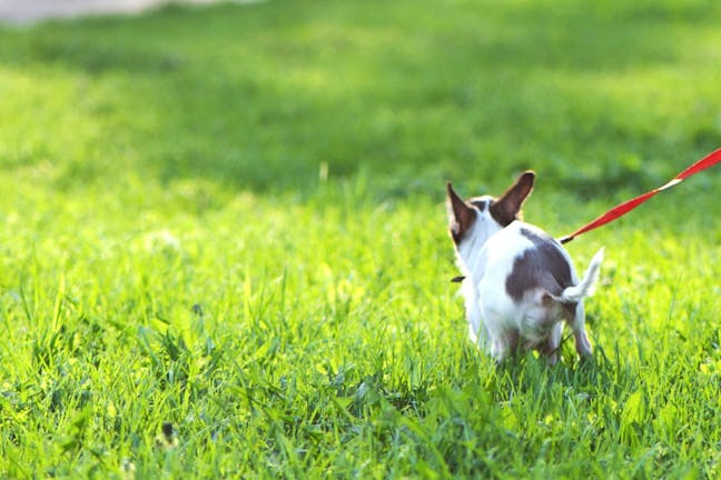 How to Train Your Chihuahua Dog to Pee Outside