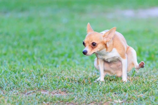 How to Train Your Small Dog to Pee Outside