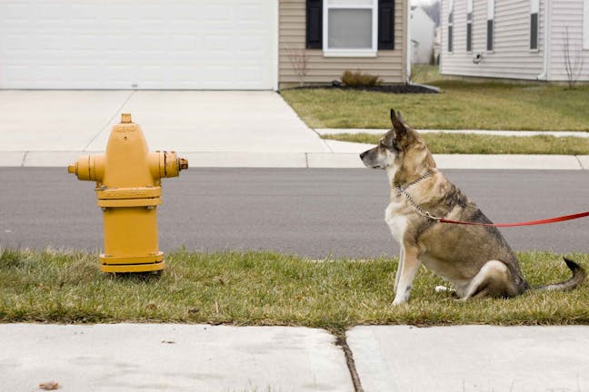 How to Train Your Dog to Pee While on Leash