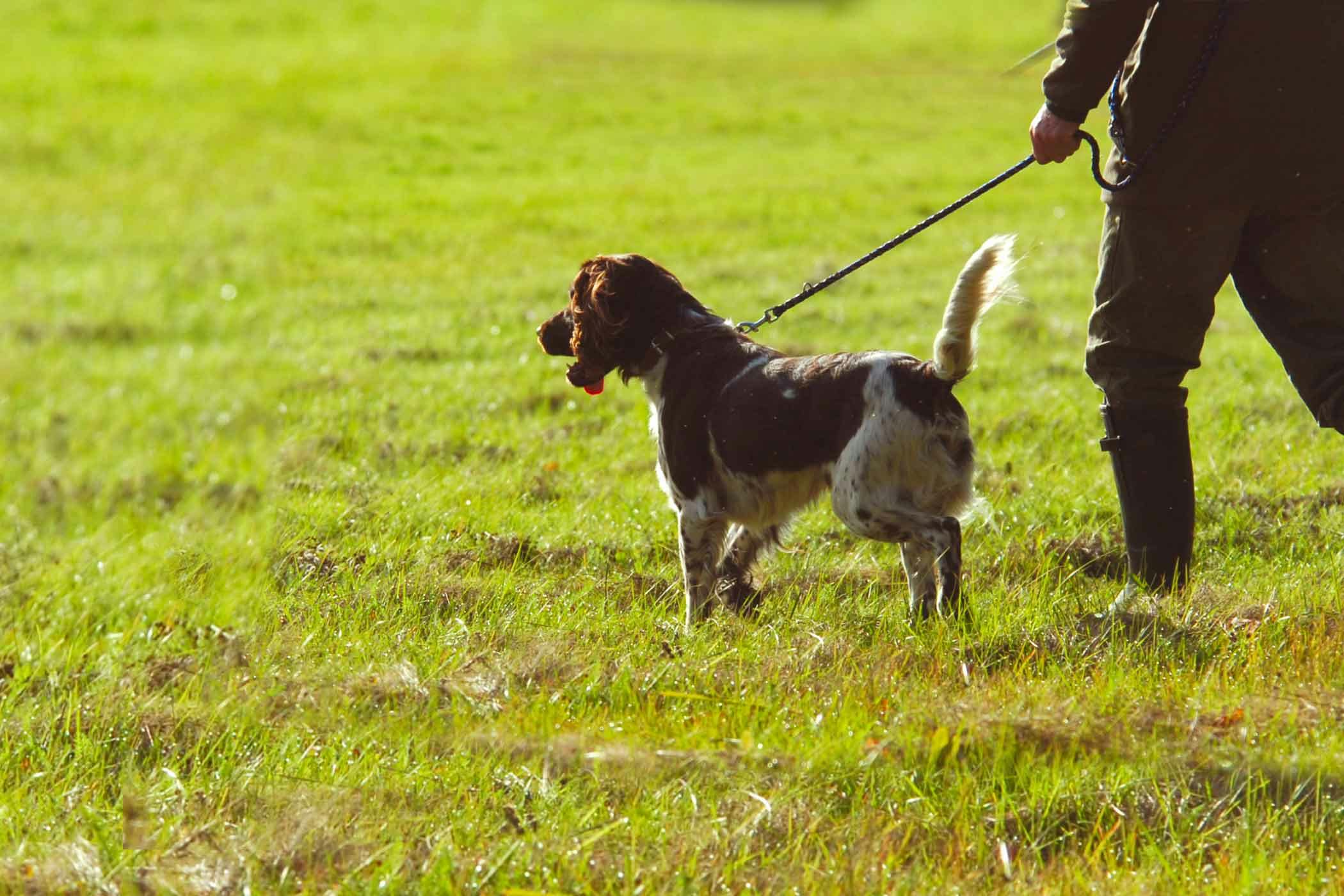 How To Train Your Dog To Perform A Hunt Test | Wag!