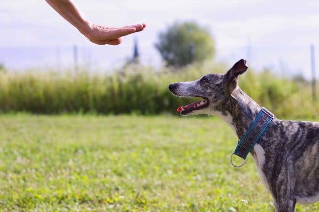 How to Train Your Dog to Perform a Long Stay