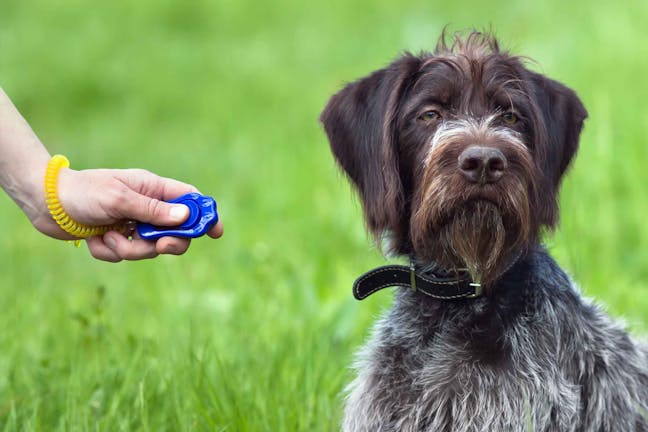 How to Train Your Dog to Perform Down with a Clicker