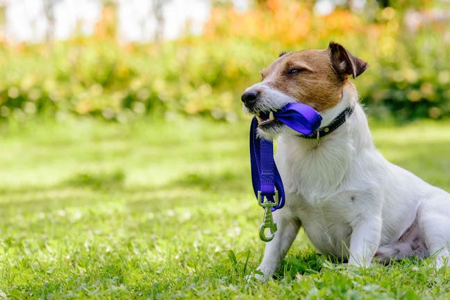 How to Train Your Dog to Pick up His Leash