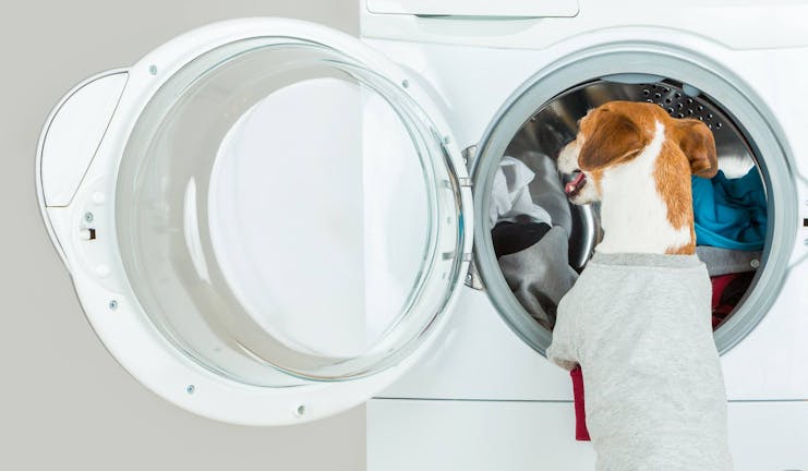 How to Train Your Dog to Pick Up Laundry