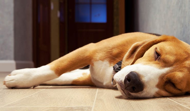 How to Train Your Beagle Dog to Play Dead