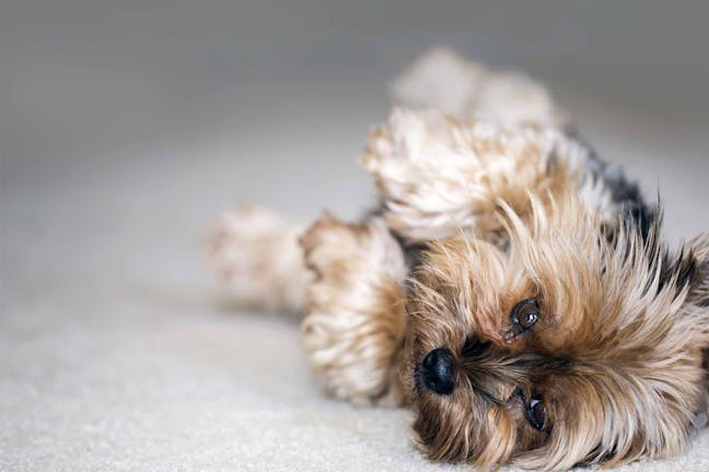 How to Train Your Dog to Play Dead How to Train Your Dog to Play Dead