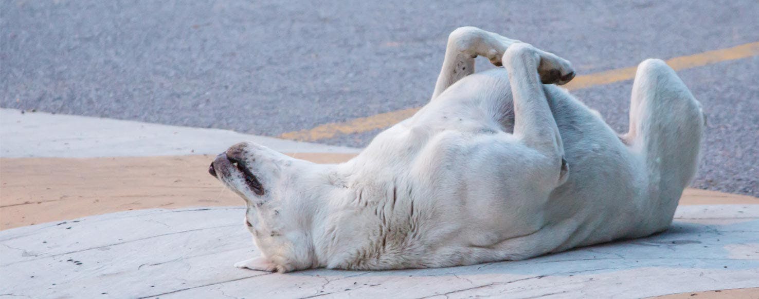 Lure to Roll Over method for How to Train Your Dog to Play Dead