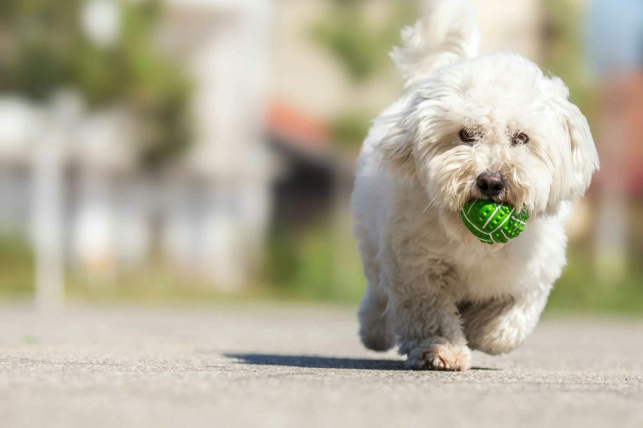How to Train Your Older Dog to Play Fetch | Wag!