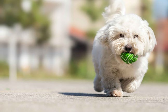 How to Train Your Older Dog to Play Fetch