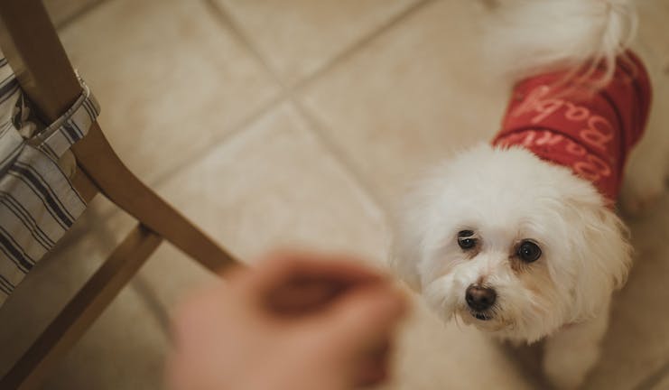 How to Train Your Small Dog to Play 'Find the Treat'