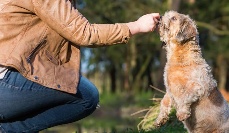 How to Train Your Dog to Play 'Find the Treat'