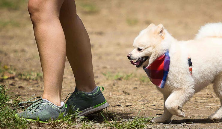 How to Train Your Small Dog to Play Follow the Leader