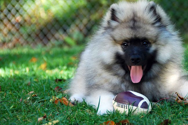 How to Train Your Dog to Play Football
