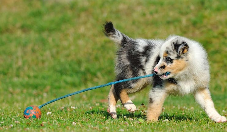 How to Train Your Older Dog to Play Jumping Rope How to Train Your Older Dog to Play Jumping Rope