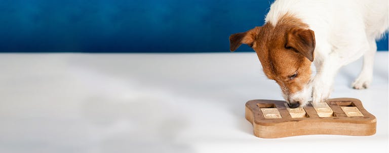 How to Train Your Dog to Play Memory Games How to Train Your Dog to Play Memory Games