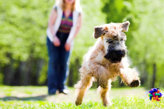 How to Train Your Dog to Play Quietly