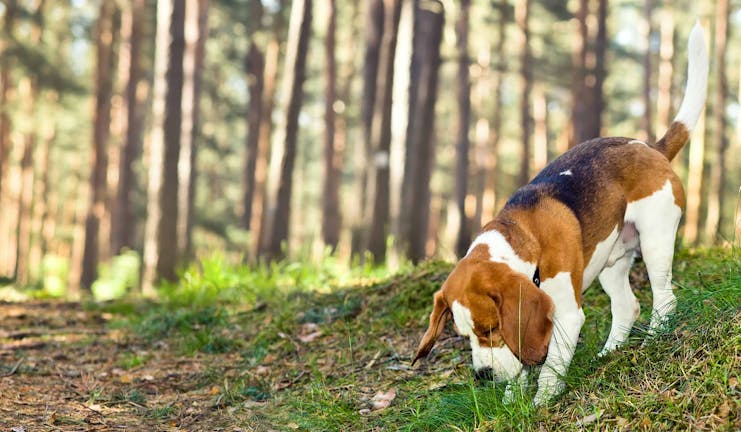 How to Train Your Older Dog to Play Searching Game How to Train Your Older Dog to Play Searching Game