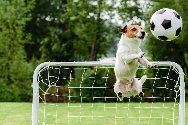 How to Train Your Dog to Play Soccer
