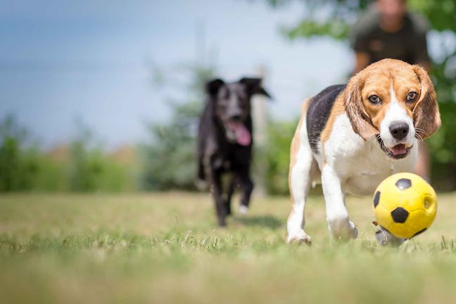 How to Train Your Dog to Play Sports How to Train Your Dog to Play Sports