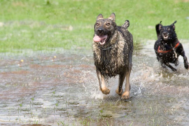 How to Train Your Dog to Play Tag