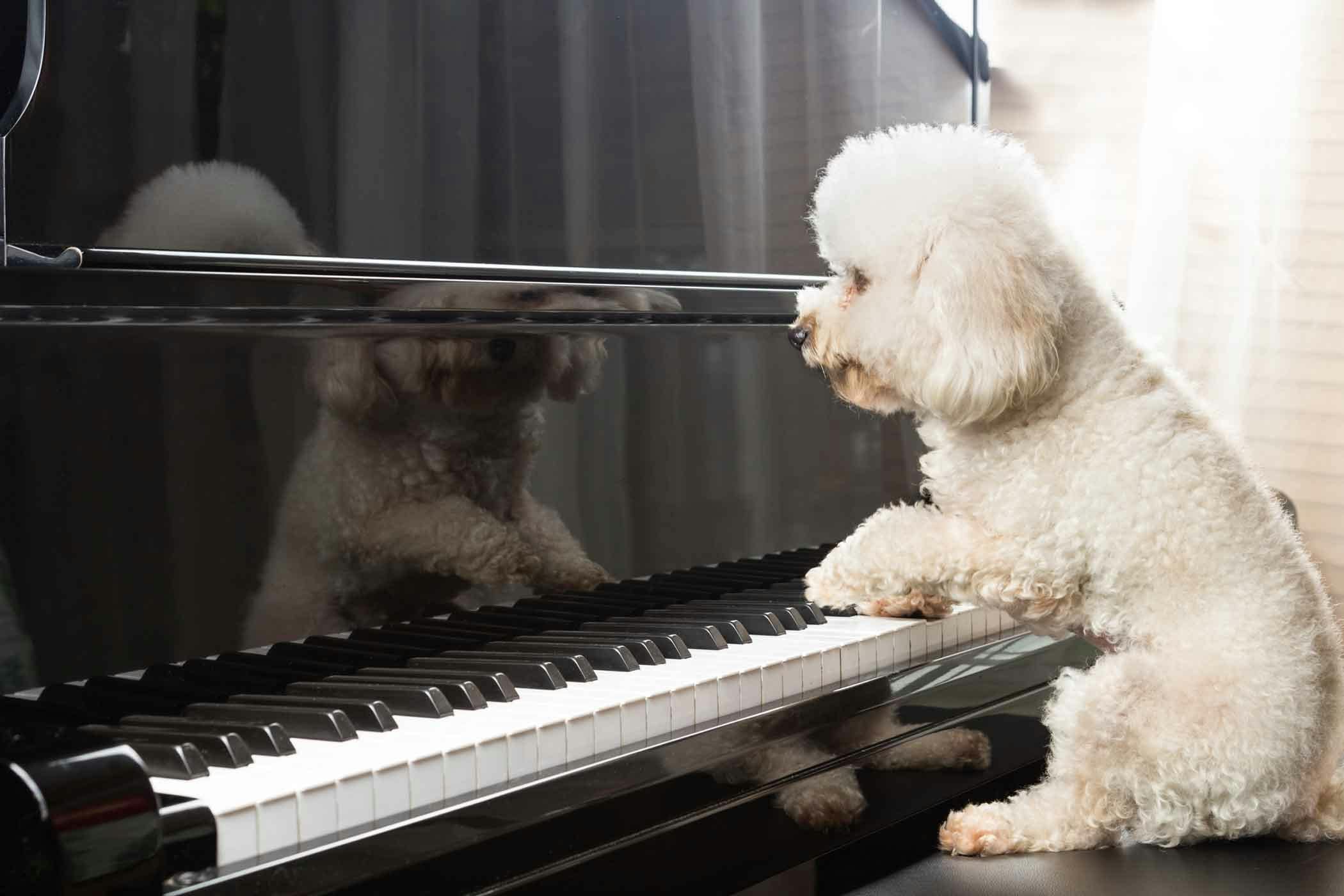 How to Train Your Dog to Play the Piano | Wag!