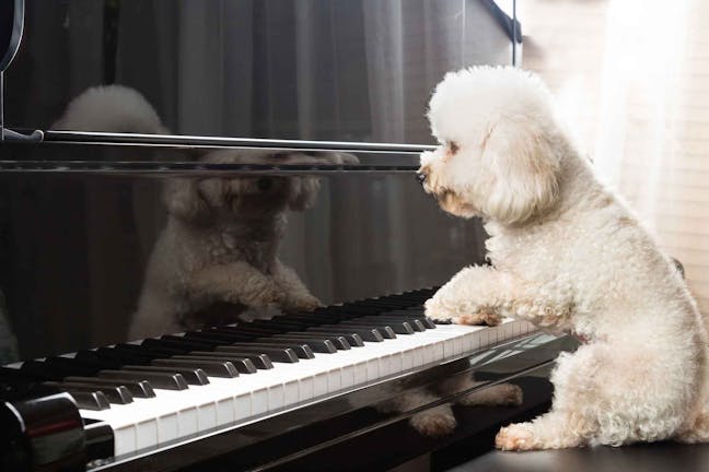 How to Train Your Dog to Play the Piano