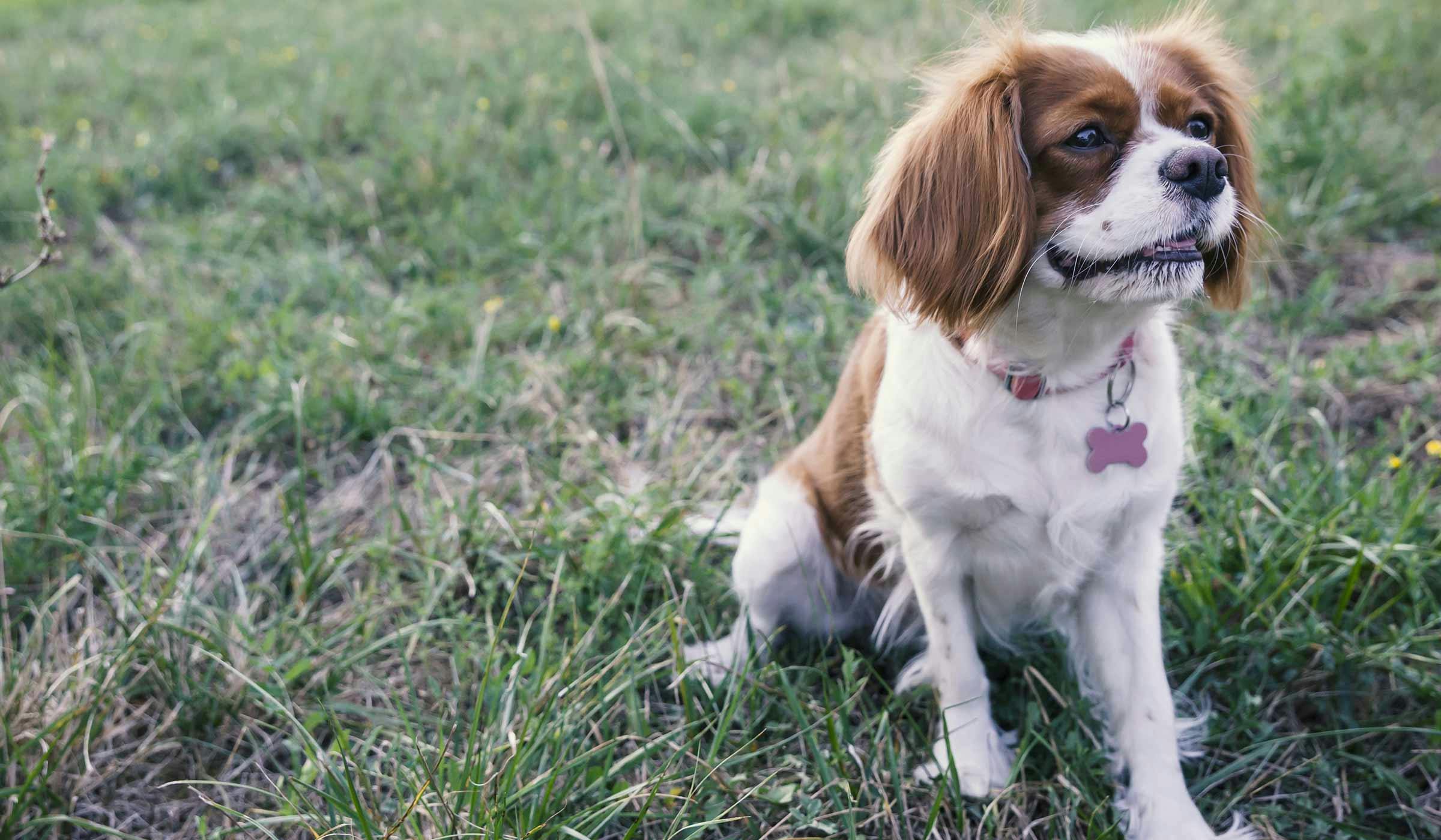 can you train a older dog to hunt